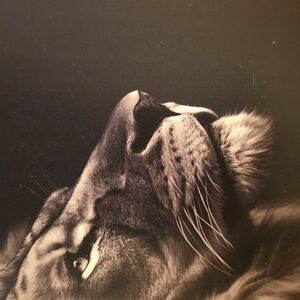 SOLD Adidas Cream Corderouy Track Hoodie with Black Accents